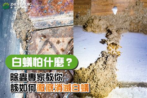 家裡有白蟻該如何處理|白蟻怕什麼？防治消滅方法整理包：防堵白蟻入侵5點。